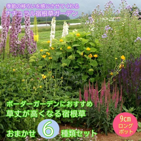 宿根草2年生苗No.7　 9cmポット8個 hananoyamato-online_1-