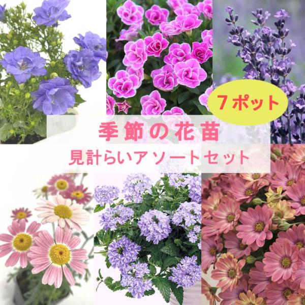 花 苗 セット 季節の花苗 見計らい アソートセット 7ポット 花苗 園芸 ガーデニング 苗物 ナチュラル ガーデン 庭園 送料無料