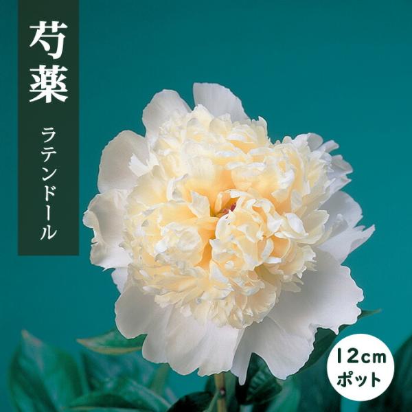 芍薬 苗 ラテンドール 12ｃｍポット 白色 ラテンドレス しゃくやく シャクヤク ガーデニング プランター 宿根草