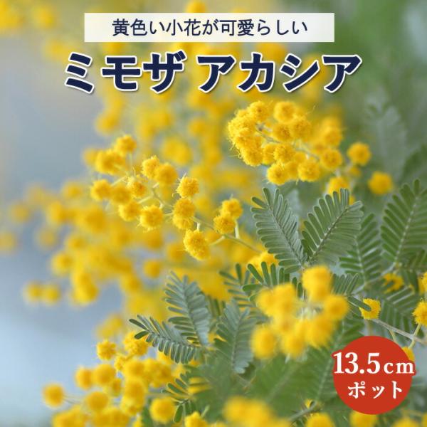 アカシア 苗木 ミモザ ミモザ鉢植え 13.5cmポット シンボルツリー