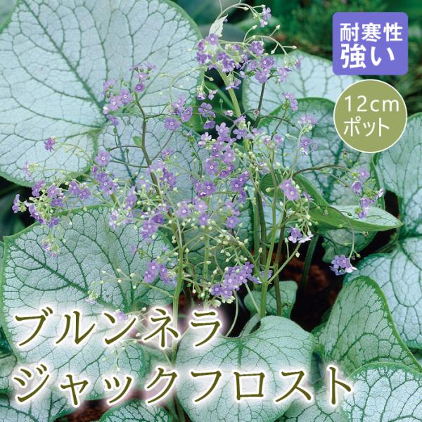 花の大和 【11月中旬より順次発送】プレミアム 宿根草 苗 ブルンネラ