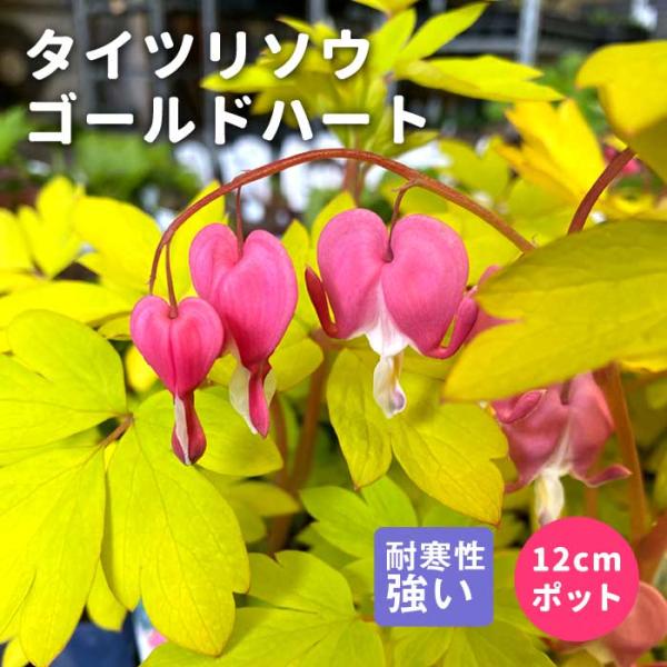 プレミアム 宿根草 苗 たいつりそう タイツリソウ ゴールドハート (ディセントラスペクタビリス) 12ｃｍポット 日陰