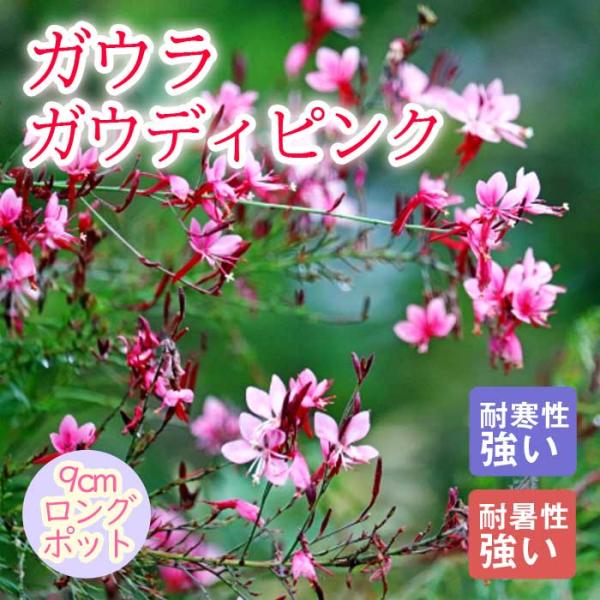 宿根草 苗 ガウラ ガウディピンク 9ｃｍロングポット 暑さに強い 耐暑性 しゅっこんそう 多年草 ペレニアル