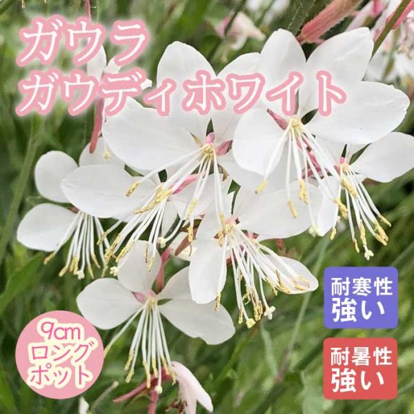 宿根草 苗 ガウラ ガウディホワイト 9ｃｍロングポット 暑さに強い 耐暑性 しゅっこんそう 多年草 ペレニアル