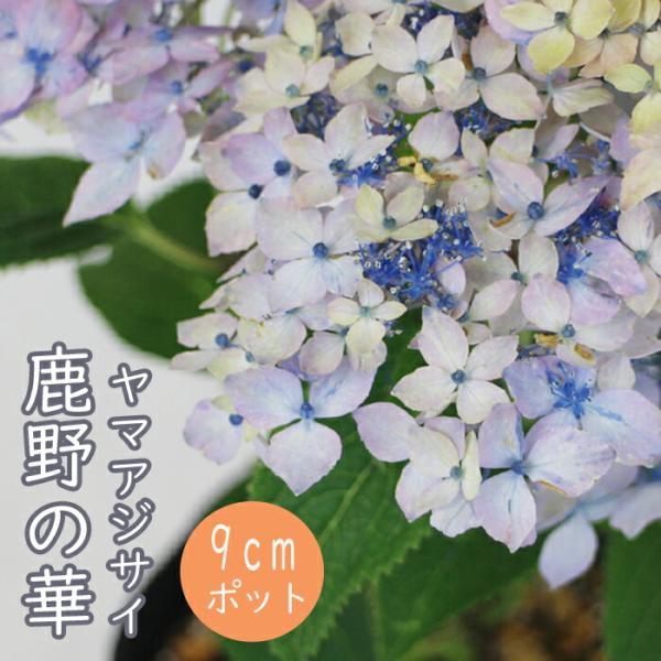 ヤマアジサイ 苗 鹿野の華 ( かののはな ) 9cmロングポット 山