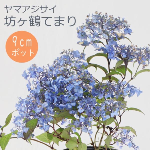 ヤマアジサイ 苗 坊ヶ鶴てまり ( ぼうがつるてまり ) 9ｃｍロングポット 山アジサイ 紫陽花 あじさい 花木
