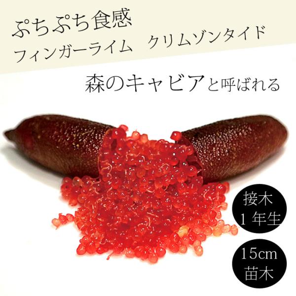 苗 フィンガーライム」の人気商品一覧 | 安い商品を通販サイトから探す