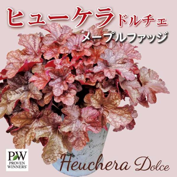 ヒューケラ ドルチェ 人気 苗 カラーリーフ 【メープルファッジ(登録品種)】9cmポット 葉色の変化を楽しむ 育てやすい 地植え 寄せ植え ハンギング PW ハクサン