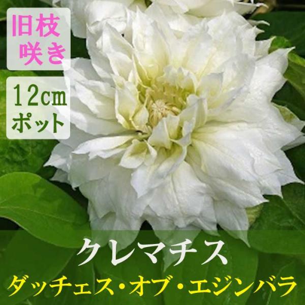 クレマチス ダッチェス オブ エジンバラ 12cm苗 白 【パテンス系・旧枝咲き】四季咲き 大輪