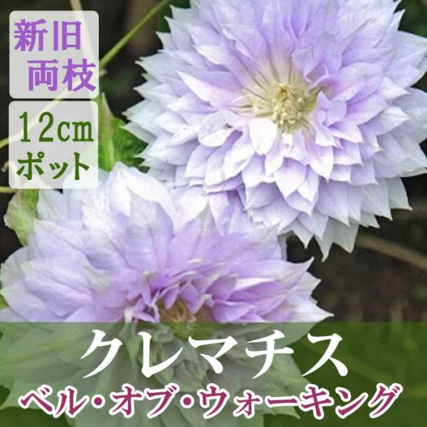 クレマチス ベル オブ ウォーキング 12cm苗 シルバーピンク 【パテンス＆ラヌギノーサ系・新旧両枝咲き】四季咲 大輪