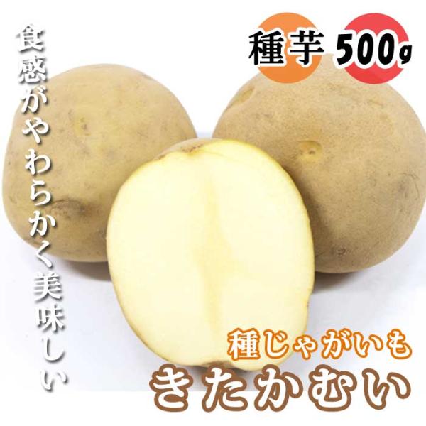 【こちらはご予約商品です】【発送時期の異なる商品とは同梱できません】発送時期が異なる商品を同時注文される場合、別送となるため追加で送料が発生します！発送時期については商品名・配送予定欄にてご確認いただくか、事前に同梱可能かお問合せください。...