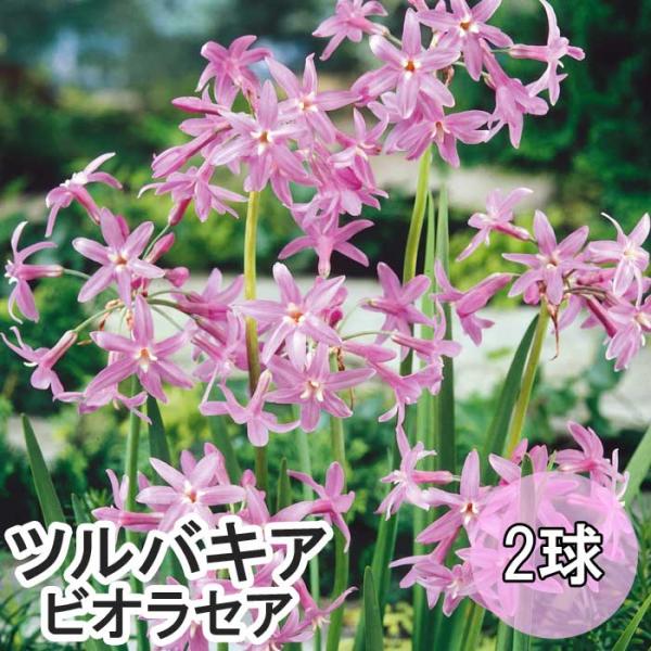 ツルバキア ビオラセア  2球 ピンク 桃色 春植え 球根 バラエティ 鉢植え 地植え 花壇 花の大和