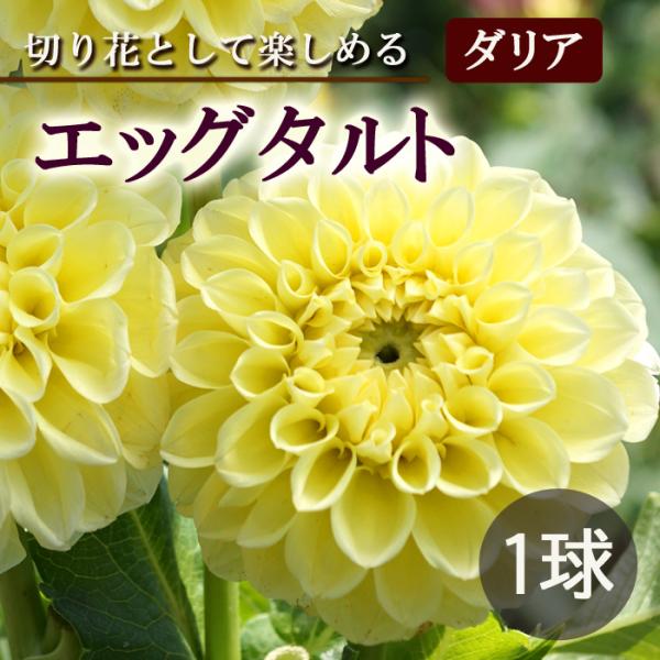 ダリア 球根 春植え 【 カット フラワー ダリア】 エッグタルト 1球 dahlia 花の大和