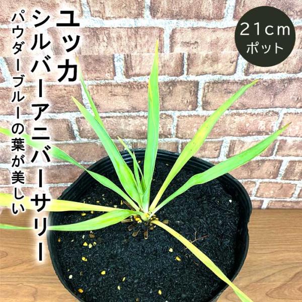 ユッカ シルバーアニバーサリー 8鉢セット 5号 ユッカ 4号