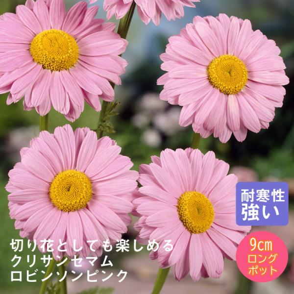 宿根草 苗 クリサンセマム ロビンソンピンク 9ｃｍロングポット 切り花向け しゅっこんそう 多年草 ペレニアル