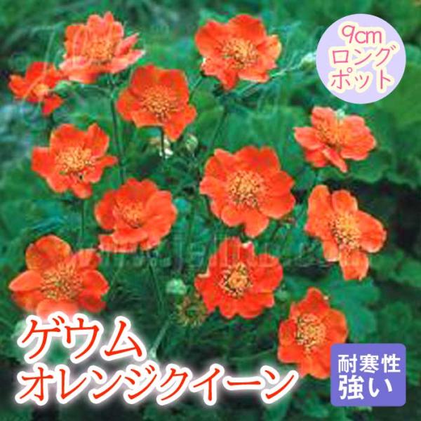 宿根草 苗 ゲウム オレンジクイーン 9ｃｍロングポット バラに合う しゅっこんそう 多年草 ペレニアル
