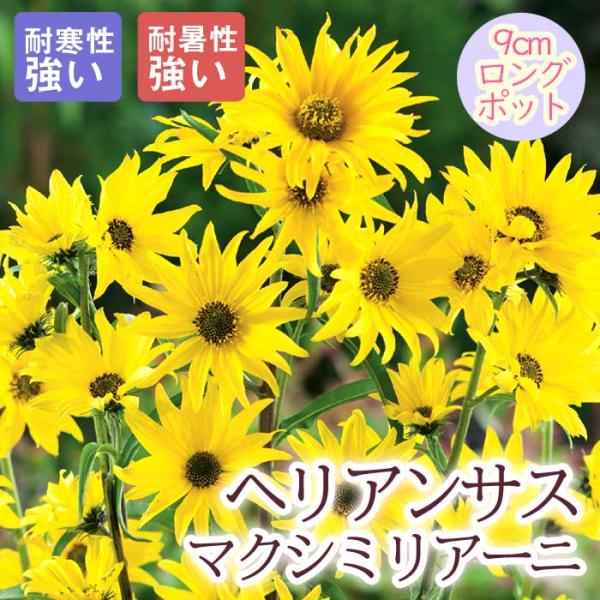 宿根草 苗 ヘリアンサス マクシミリアーニ 9ｃｍロングポット 暑さに強い しゅっこんそう 多年草 ペレニアル