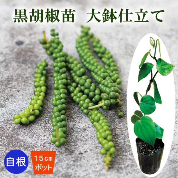 【こちらはご予約商品です】【発送時期の異なる商品とは同梱できません】発送時期が異なる商品を同時注文される場合、別送となるため追加で送料が発生します！発送時期については商品名・配送予定欄にてご確認いただくか、事前に同梱可能かお問合せください。...