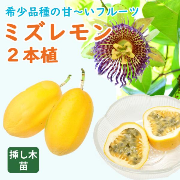 【予約・早割】パッションフルーツ 苗 ミズレモン 12ｃｍポット 挿し木 2本植 トロピカル フルーツ ジャマイカン リリコイ 熱帯 果樹【5月中旬より順次発送】