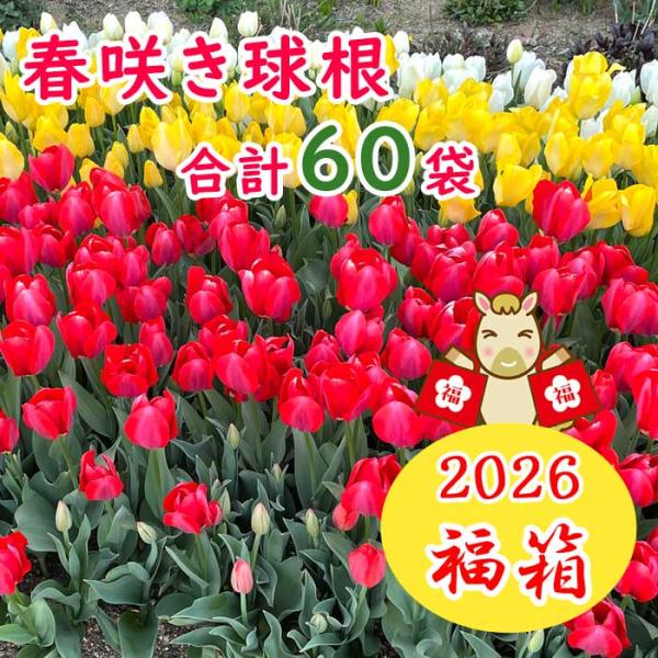 【発送時期の異なる商品とは同梱できません】発送時期が異なる商品を同時注文される場合、別送となるため追加で送料が発生します！発送時期については商品名・配送予定欄にてご確認いただくか、事前に同梱可能かお問合せください。※写真はイメージです。植物...