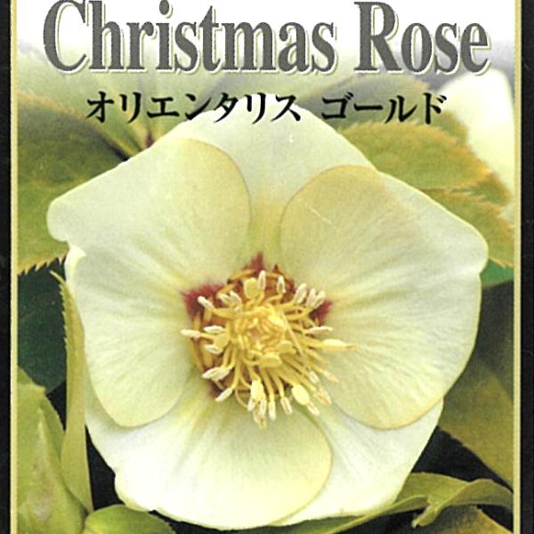 【発送時期の異なる商品とは同梱できません】発送時期が異なる商品を同時注文される場合、別送となるため追加で送料が発生します！発送時期については商品名・配送予定欄にてご確認いただくか、事前に同梱可能かお問合せください。剪定して出荷することがあり...