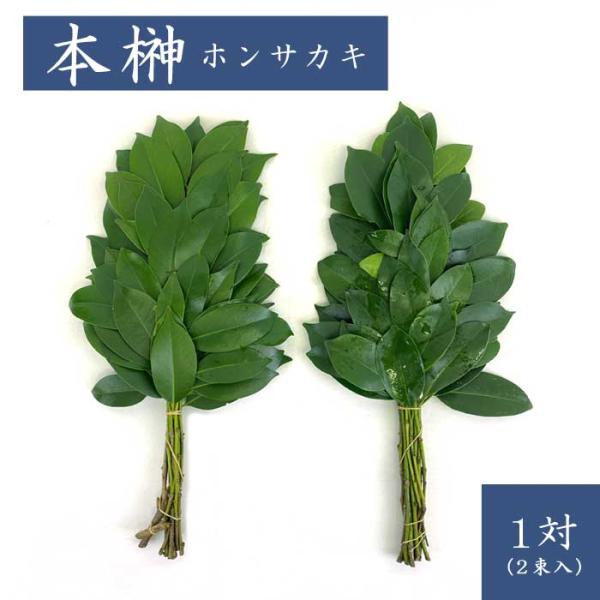 本榊 榊 本サカキ ホンサカキ 1対(2束入) 神棚 サカキ お祀り 植物 葉 中国産