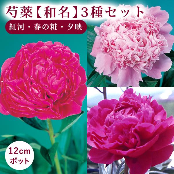 花の大和 芍薬 和名 3品種セット【紅河・春の粧・夕映】12cmポット