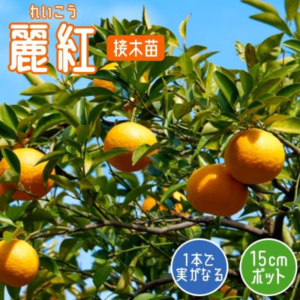 みかん 苗木 麗紅 れいこう 15cmポット 接木 苗 登録品種 PVP 自家