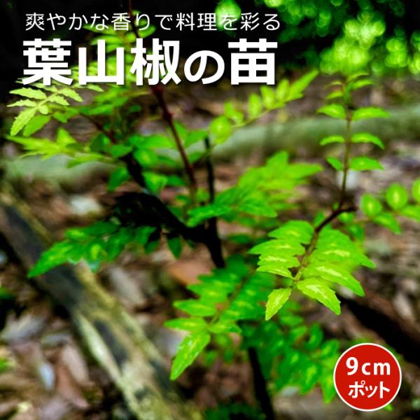 葉山椒 苗 9cmロングポット ぶどう山椒  ハーブ 芳香 さんしょう 山椒 サンショウ 木の芽 ハジカミ