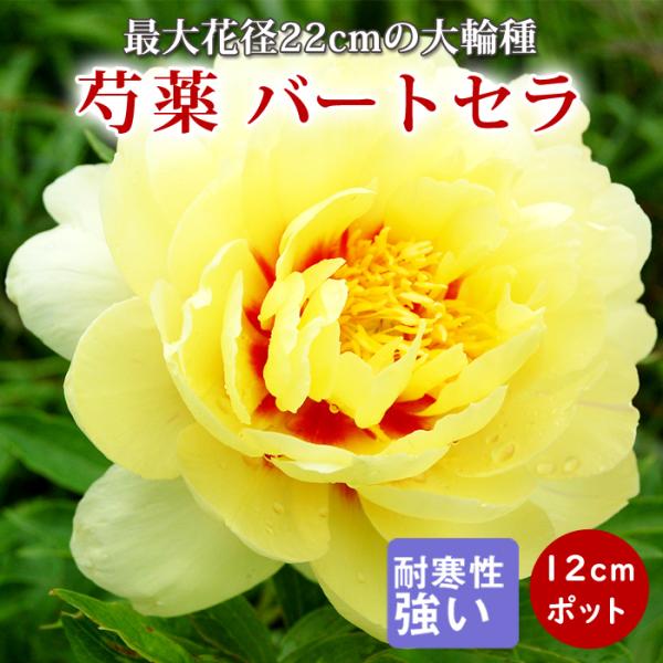 シャクヤク（芍薬）：ソルベット7号ポット[2年生養成大株3芽以上][芍薬