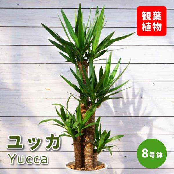 ユッカ 8号鉢 観葉植物 青年の木 インテリア 玄関 リビング オシャレ 育てやすい 乾燥に強い セラアート鉢 受け皿付き 送料無料
