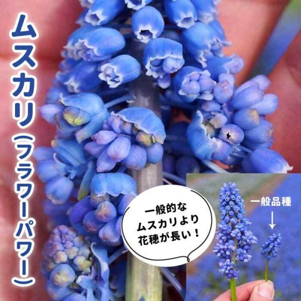 【発送時期の異なる商品とは同梱できません】発送時期が異なる商品を同時注文される場合、別送となるため追加で送料が発生します！発送時期については商品名・配送予定欄にてご確認いただくか、事前に同梱可能かお問合せください。※写真はイメージです。植物...