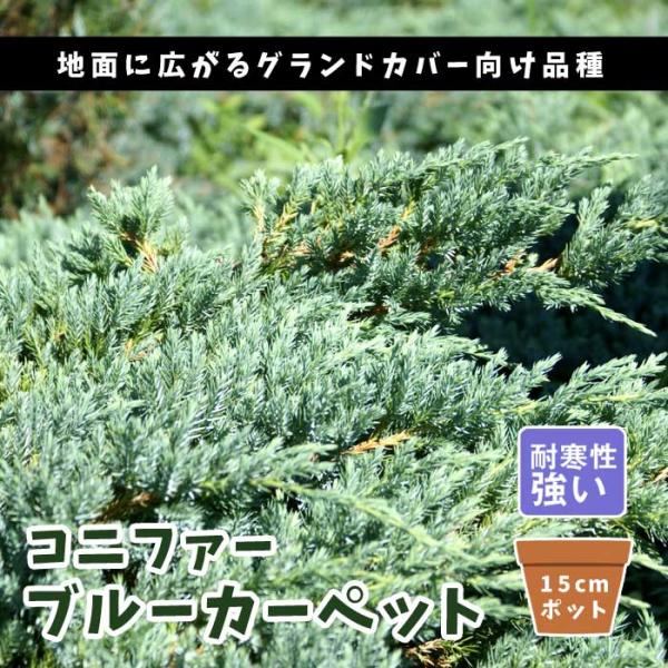 【発送時期の異なる商品とは同梱できません】発送時期が異なる商品を同時注文される場合、別送となるため追加で送料が発生します！発送時期については商品名・配送予定欄にてご確認いただくか、事前に同梱可能かお問合せください。※写真はイメージです。植物...