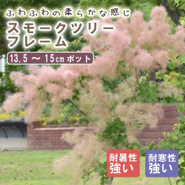 スモークツリー 苗木 フレーム 13.5cm〜15cmポット 花木 苗