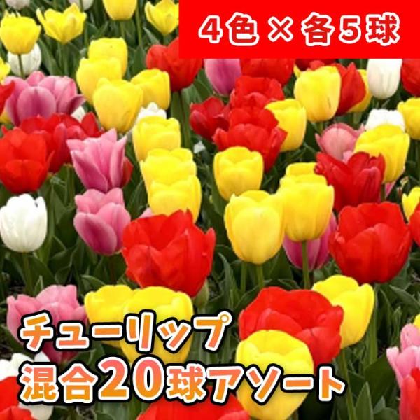 【発送時期の異なる商品とは同梱できません】発送時期が異なる商品を同時注文される場合、別送となるため追加で送料が発生します！発送時期については商品名・配送予定欄にてご確認いただくか、事前に同梱可能かお問合せください。※写真はイメージです。植物...