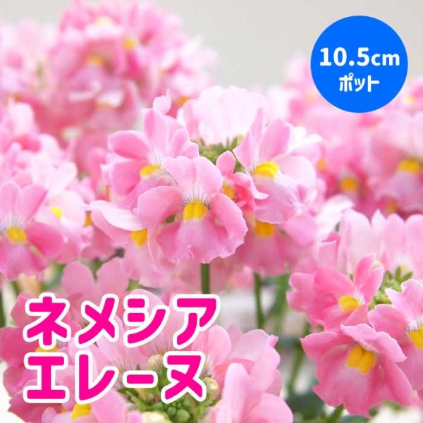 ネメシア メーテル 【 エレーヌ 】10.5cmポット 苗 ゲブラナガトヨ 芳香 鉢植え ガーデニング 寄せ植え 花の大和