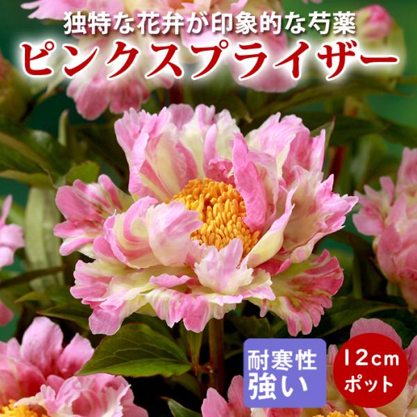 【10月下旬より発送・早割】芍薬 苗 アメリカシャクヤク ピンクスプライザー 12ｃｍポット 株分け苗 しゃくやく シャクヤク 宿根草