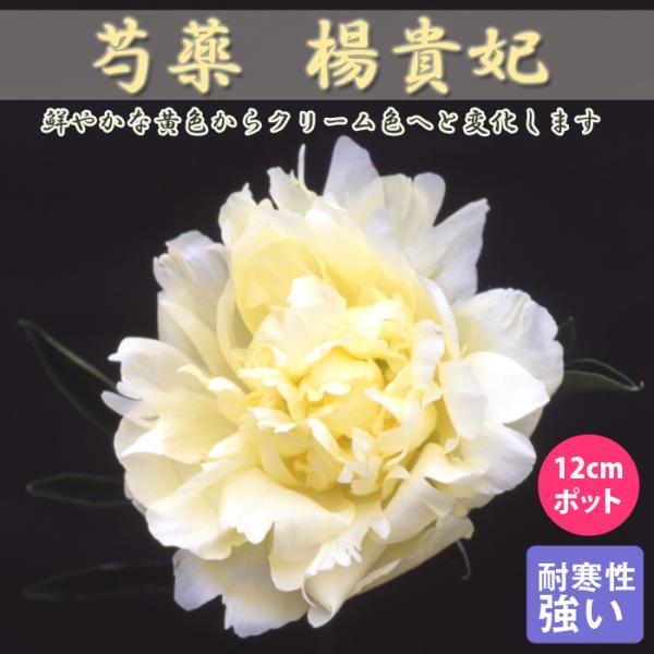 芍薬 苗 楊貴妃 12ｃｍポット 黄色 クリーム色 ようきひ ヨウキヒ しゃくやく シャクヤク ガーデニング プランター 宿根草 宿根 園芸
