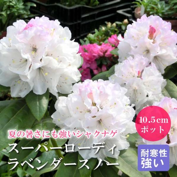 シャクナゲ 苗 スーパーローディー 【 ラベンダースノー 】10.5ｃｍポット 石楠花 花木 寒さに強い 日差しに強い ガーデニング 美しい花 花の大和