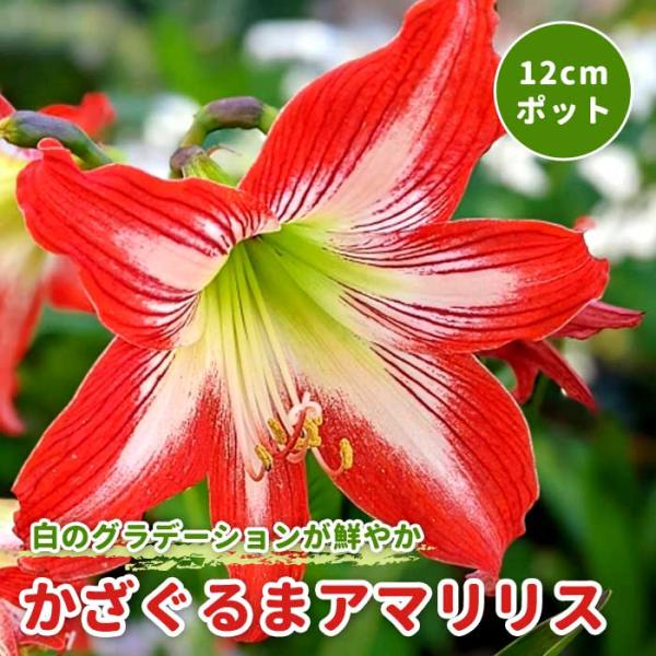 かざぐるま アマリリス 12cmポット 苗 レッド 赤 初心者 育てやすい 春植え 鉢植え 地植え 花壇 花の大和