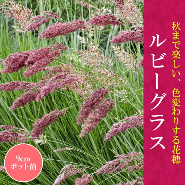 花の大和 宿根草 苗 ルビーグラス 9cmポット グラス メリニスサバンナ