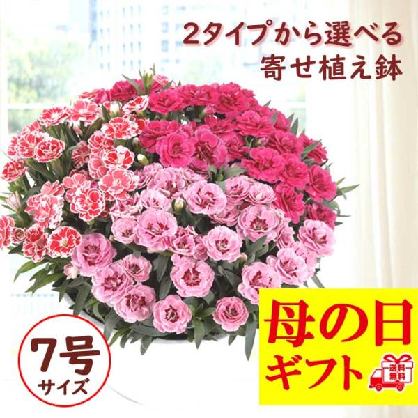 【予約】 母の日 プレゼント 2026年 2タイプから選べる カーネーション 【 オスカー or2色植え】寄せ植え 大きな7号鉢 送料無料 鉢花 50代 60代 花の大和