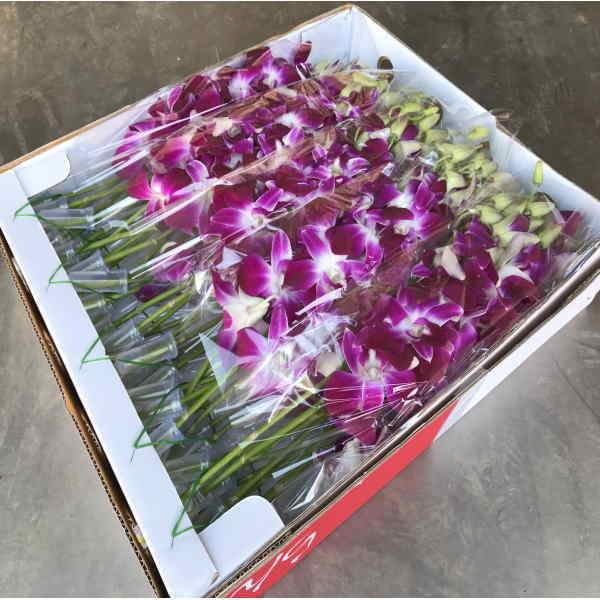 生花 切り花 農業資材 ガーデニング用品の人気商品 通販 価格比較 価格 Com