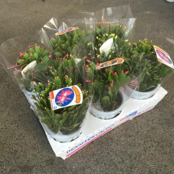 f}[NJN^Xi5j15ł̔̔łI߂₷ݒ肵܂B