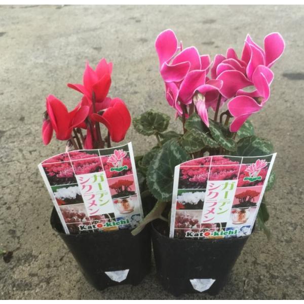 販売開始【お問い合わせページ】シクラメン　品種物　ガーデンシクラメン 2色植えのガーデンシクラメン「フェスタ」7番