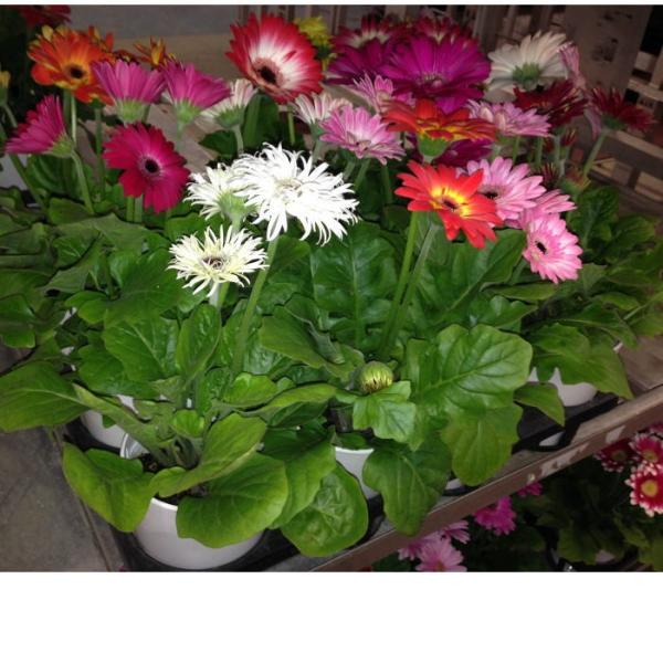 中輪ガーベラ 4寸 1箱8鉢での販売です Buyee Buyee Japanese Proxy Service Buy From Japan Bot Online