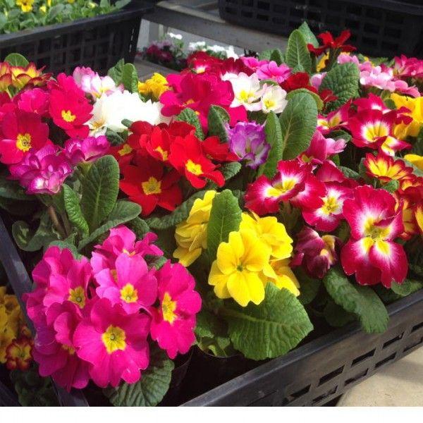 ジュリアンmix 買い得品 3 5寸 最低発注単位24ポットでの販売です 相場下がりました Jyuriann1 花卸し吉岡花壇 通販 Yahoo ショッピング