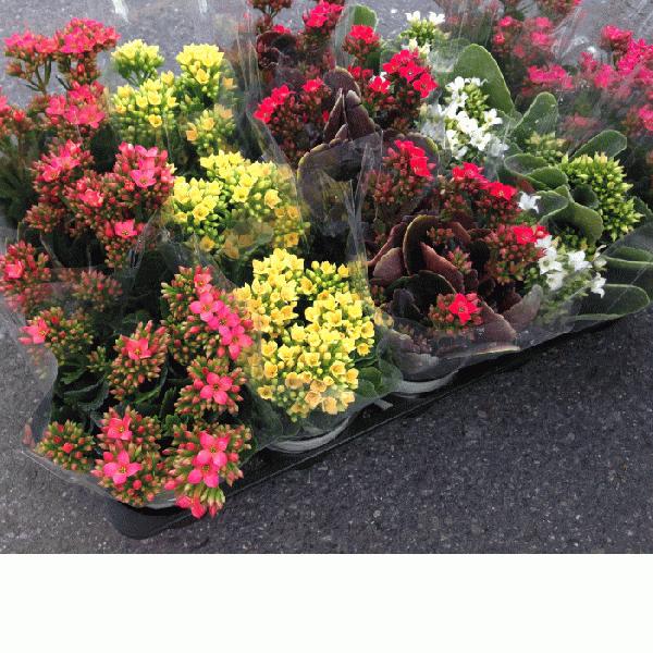 カランコエ 4寸 1鉢 1箱11鉢の販売です Karankoe001 花卸し吉岡花壇 通販 Yahoo ショッピング