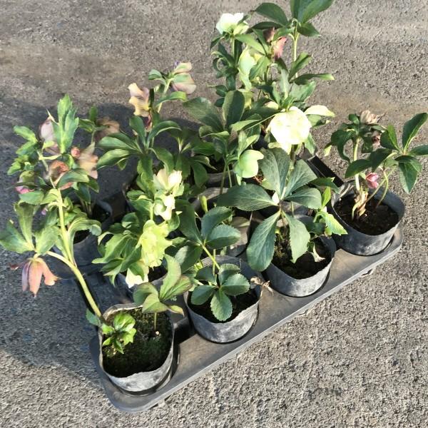 苗 クリスマスローズの人気商品 通販 価格比較 価格 Com