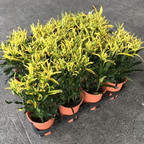 クロトン 黄色 4寸 1箱11鉢入りでの販売です Kurotonn4 花卸し吉岡花壇 通販 Yahoo ショッピング